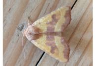 Atethmia centrago