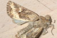 Luperina dumerilii