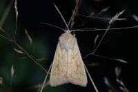 Mythimna vitellina