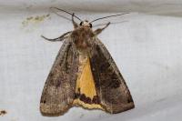 Noctua pronuba