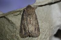 Luperina testacea