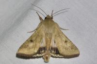 Helicoverpa armigera