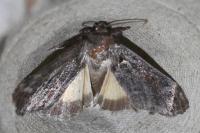 Thalpophila matura