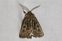 Tholera decimalis