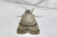Standfussiana lucernea arguta