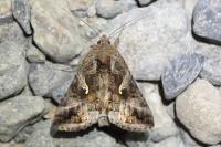 Autographa gamma