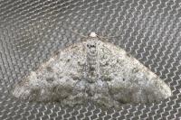 Charissa variegata