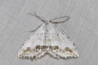 Scopula ornata