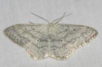 Scopula nigropunctata