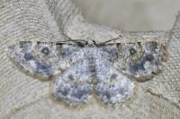 Charissa mucidaria