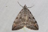 Aplocera praeformata