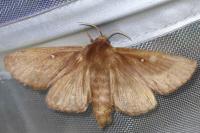 Lasiocampa trifolii trifolii