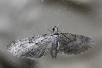Eupithecia pusillata