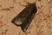 Anchoscelis lunosa