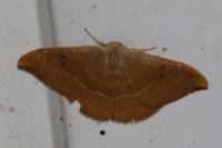 Watsonalla binaria