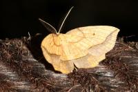 Epione repandaria