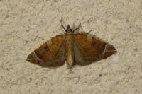 Eulithis testata