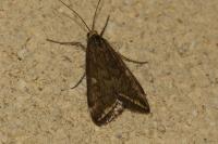 Loxostege sticticalis