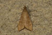 Antigastra catalaunalis