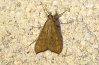 Antigastra catalaunalis