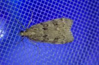 Scoparia subfusca