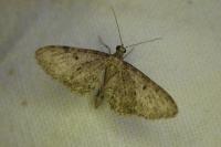 Eupithecia virgaureata