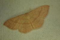 Cyclophora linearia