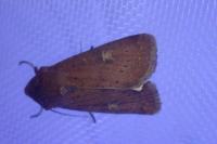 Xestia xanthographa
