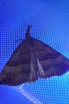 Hypena proboscidalis