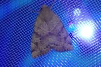 Cosmia trapezina