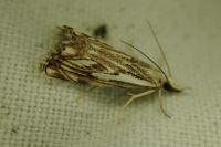 Catoptria falsella
