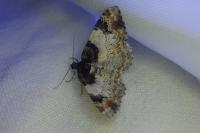 Catarhoe cuculata