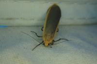 Katha depressa