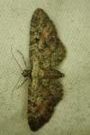 Eupithecia icterata