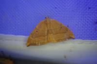 Watsonalla cultraria