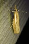 Agriphila tristella