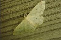 Idaea biselata