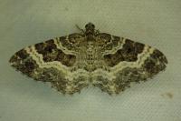 Epirrhoe alternata