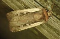 Ochropleura plecta