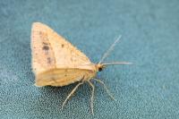 Isturgia arenacearia