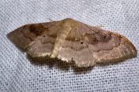 Idaea degeneraria