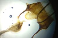 Mesapamea secalella