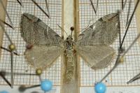 Aplocera plagiata