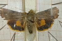 Noctua janthe