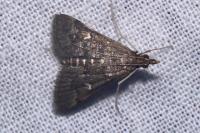 Dolicharthria punctalis