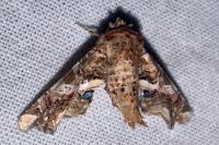 Eutelia adulatrix