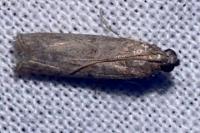 Ephestia