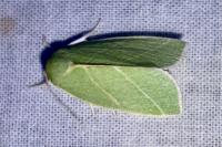 Bena bicolorana