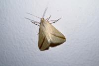 Rhodometra sacraria