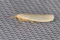 Eilema caniola